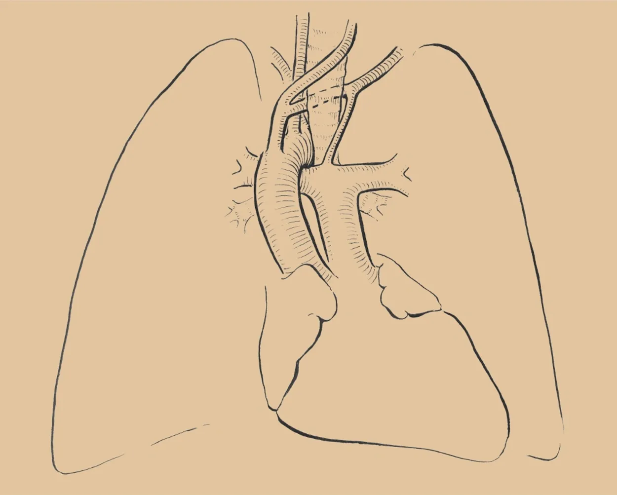 Skitse af lunger og muskulatur, der illustrerer vejrtrækning og støtte for sangere